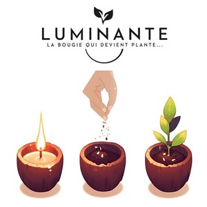 Bougie qui devient plante pomme amour