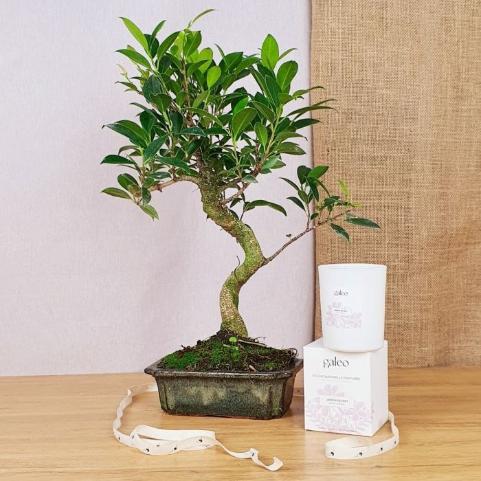 Com'La Nature - Coffret d'un bonsaï retusa et sa bougie