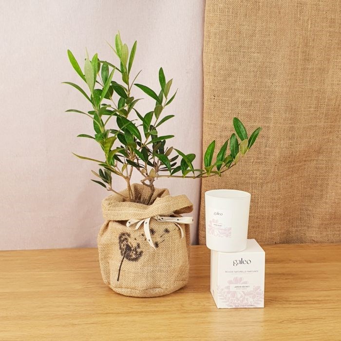 Com'La Nature - Coffret d'un olivier et sa bougie