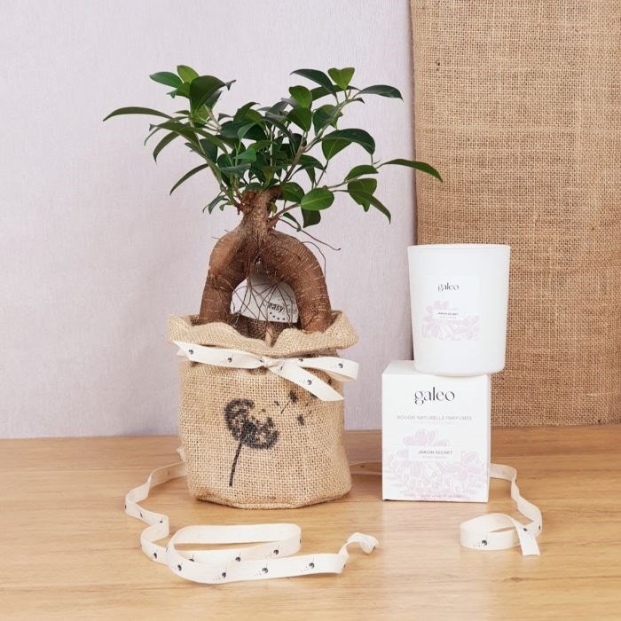 Com'La Nature - Coffret, un bonsaï ginseng et sa bougie