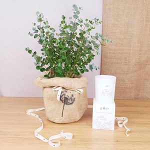 Coffret d'un eucalyptus et sa bougie