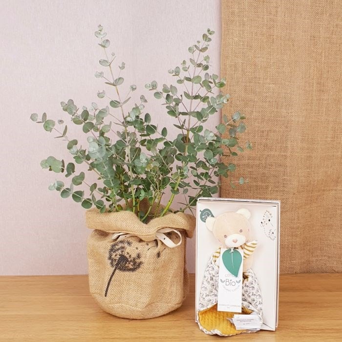 Com'La Nature - Coffret d'un eucalyptus, avec son ours