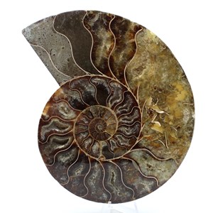 Ammonite 500gr 160mm de madagascar