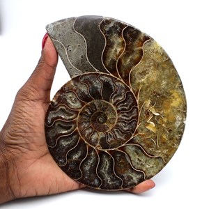 Ammonite 500gr 160mm de madagascar