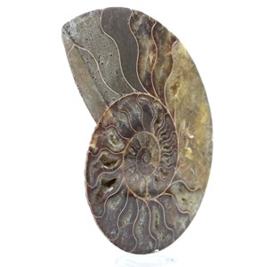Ammonite 500gr 160mm de madagascar