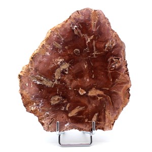 Bois pétrifié 490gr 140mm de madagascar
