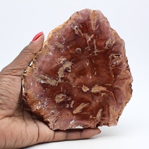 Bois pétrifié 490gr 140mm de madagascar