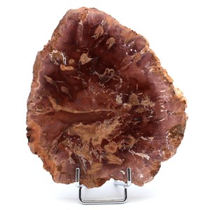 Bois pétrifié 490gr 140mm de madagascar