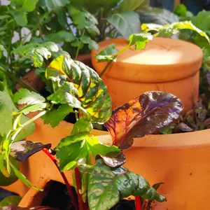 Potager autofertile ceercle 1 étage