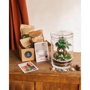 Kit terrarium diy - hanoi
