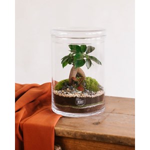Kit terrarium diy - hanoi