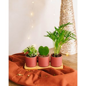 Trio de baby plantes & caches-pots