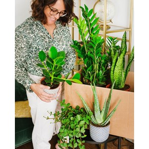 Coffret plantes easycare - 3 plantes