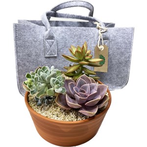 Kit de composition-3 plantes succulentes