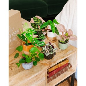 Coffret baby plantes - 6 plantes