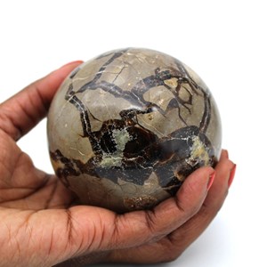 Septaria 780gr 810mm de madagascar