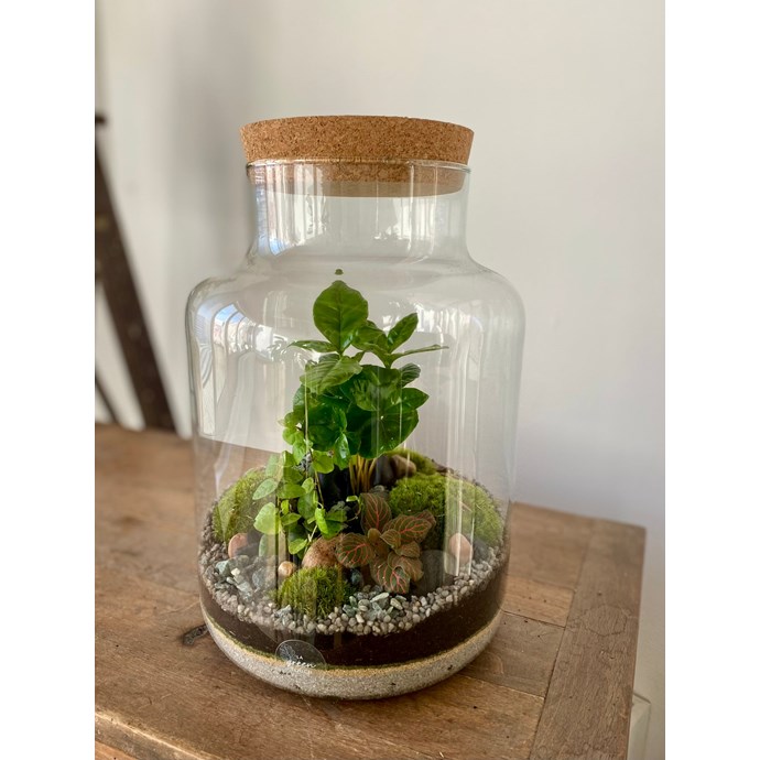 Terrarium en kit cortica caféier Nature & Découvertes