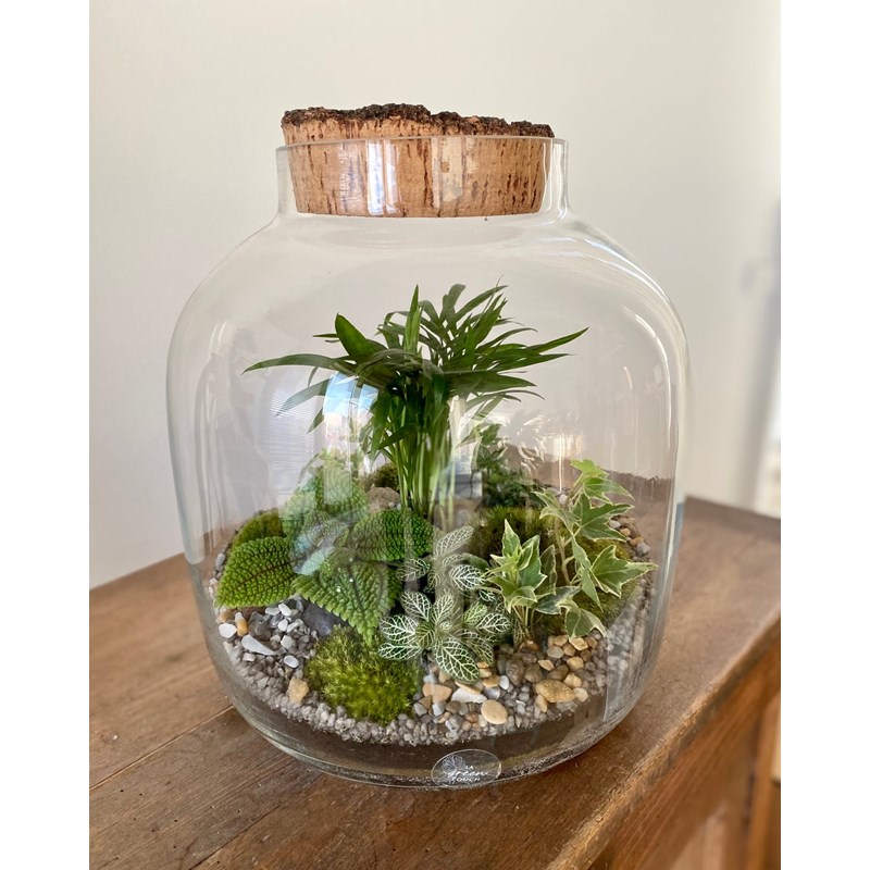 Terrarium plante kit Nature & Découvertes