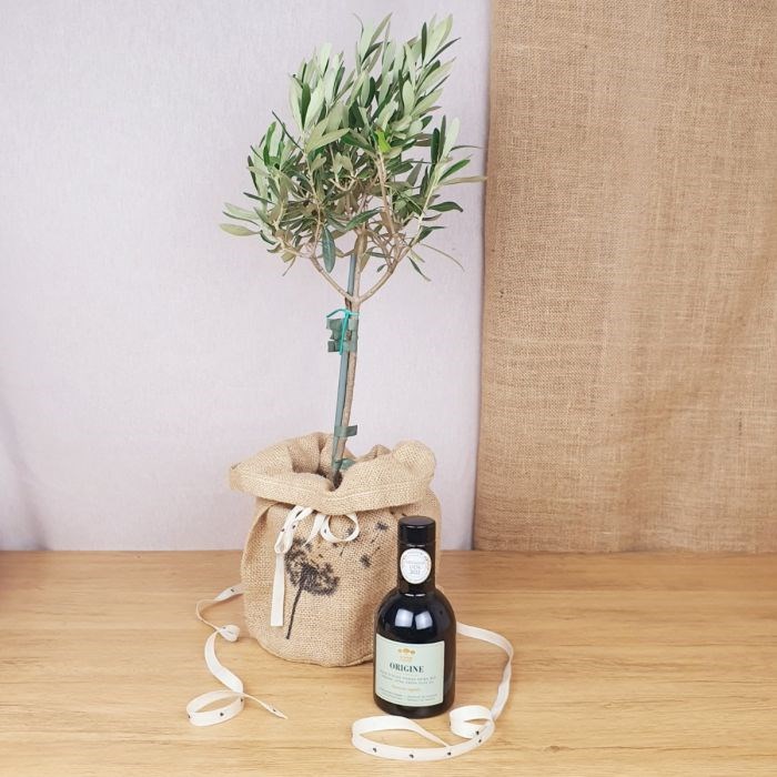 Com'La Nature - Coffret grand olivier et son huile bio