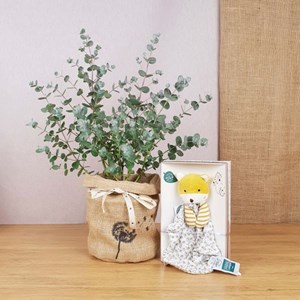 Coffret l'eucalyptus, doudou renard bio