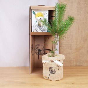Coffret le pin et son doudou renard bio