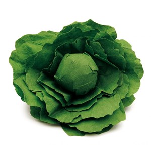 Laitue verte