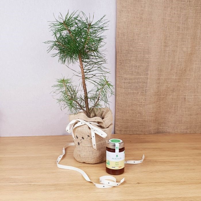 Com'La Nature - Coffret d'un pin, son miel de sapin bio