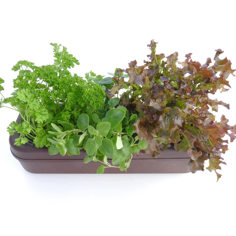The Urban Permaculture - Kit potager urbain bio - 3 basilics