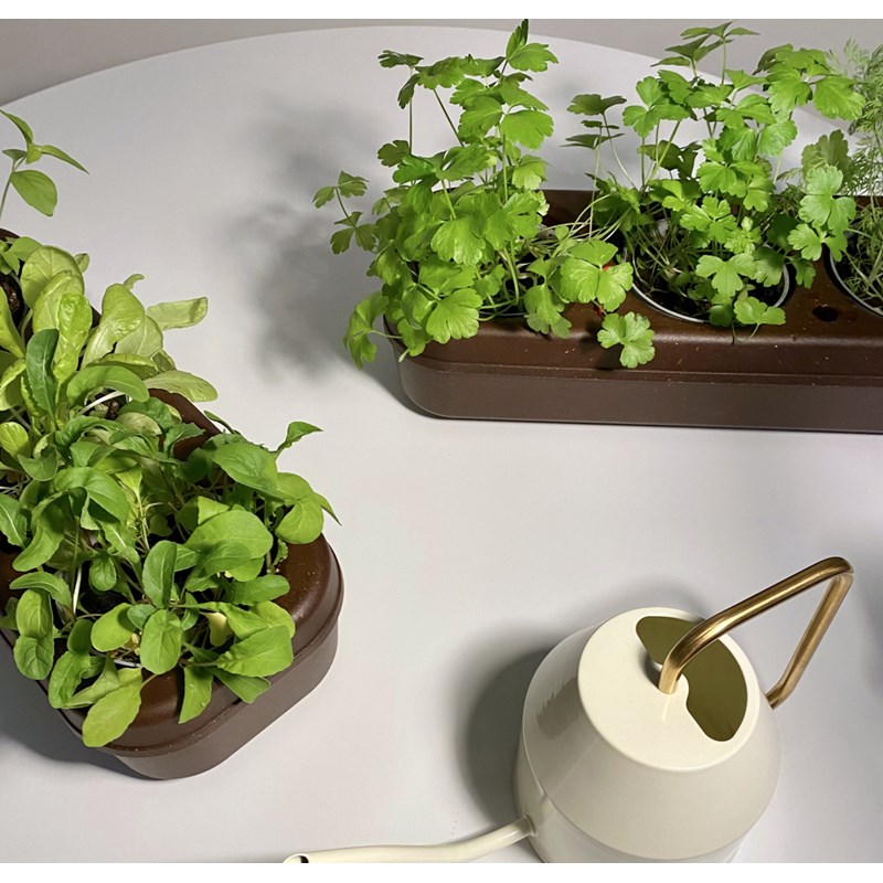 Kit potager urbain bio- laitue, aromates