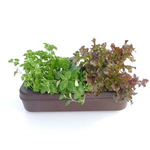 Kit prêt à planter - 3 feuilles bio