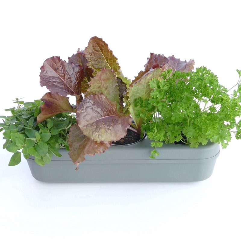 The Urban Permaculture - Kit potager urbain bio - salade colorée