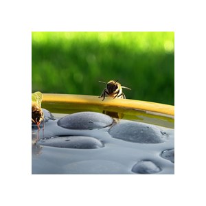 Bain pour abeilles ou papillons