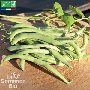 Haricot vert à rame cobra - graines bio