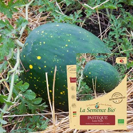 Pastèque lune étoile - graines bio