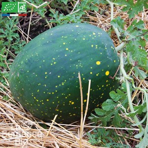 Pastèque lune étoile - graines bio