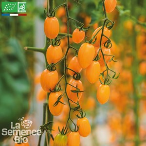 Tomate téton de vénus jaune - graines