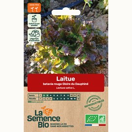 Laitue batavia rouge gloire du dauphiné