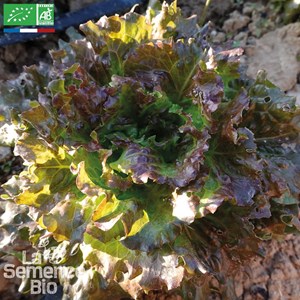 Laitue batavia rouge gloire du dauphiné