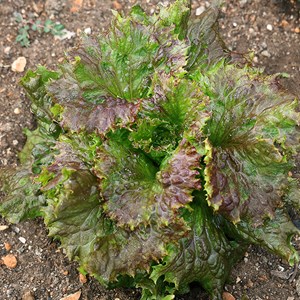 Laitue batavia rouge gloire du dauphiné