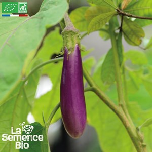 Aubergine violette de toulouse - graines