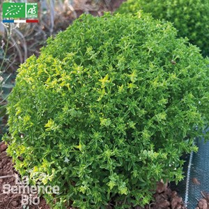 Basilic grec - graines bio