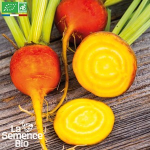 Betterave golden - graines bio