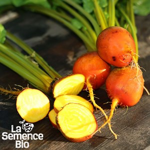 Betterave golden - graines bio