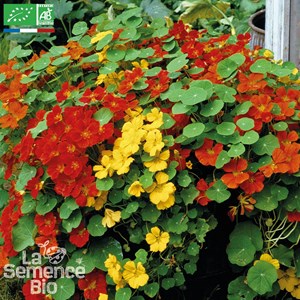 Capucine grimpante - graines bio