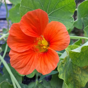 Capucine grimpante - graines bio