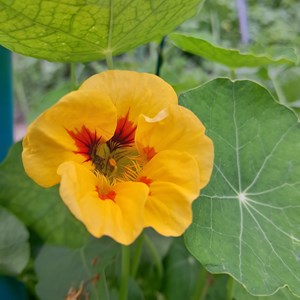 Capucine grimpante - graines bio