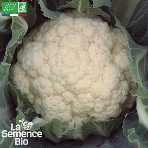Chou-fleur blanc marzatico - graines bio