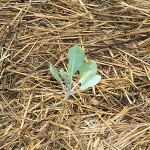 Chou-fleur blanc marzatico - graines bio