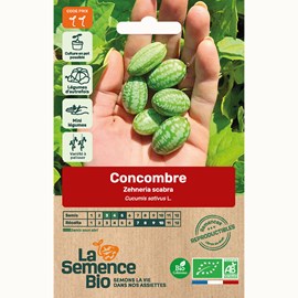Concombre zehneria scabra - graines bio