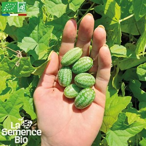 Concombre zehneria scabra - graines bio